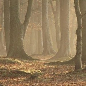 Dutch Outdoors bomen cadeau geschenk wandelen
